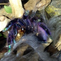 Avicularia versicolor