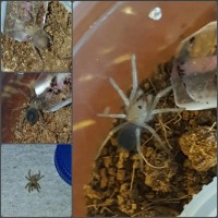 Molting process of B. emilia