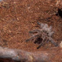 Grammostola porteri (M) fresh molt