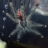 Avicularia sp. Peru purple