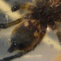 H. Pulchripes Epiandrous Fusillae Sexing