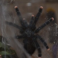 A. Avicularia