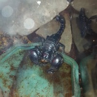 Heterometrus Scorpion