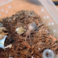 B. boehmei sling