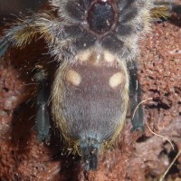 H. pulchripes - boy or girl?