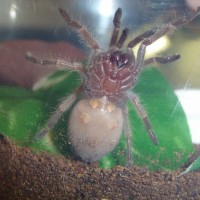 B. Smithi - boy or girl?