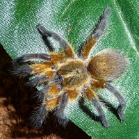 Freshly molted Harpactira pulchripes sling