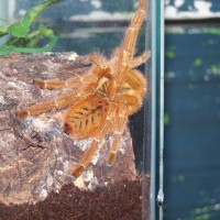 P. Murinus