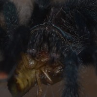 Avicularia - What are you looking at?!