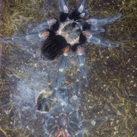 Brachpelma Auratum