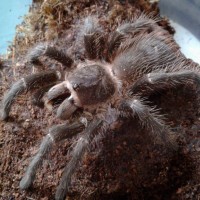 ID?