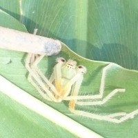 Sparassidae olios