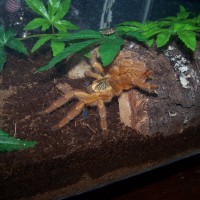 P. Murinus