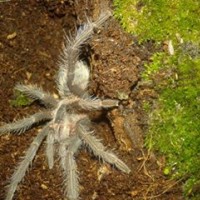 Lasiodora Striatipes