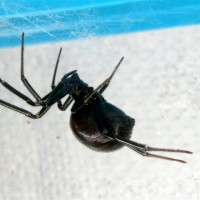 Steatoda grossa