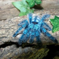 My beautiful A. versicolor sling.