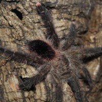 Avicularia aurantiaca