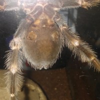 B smithi