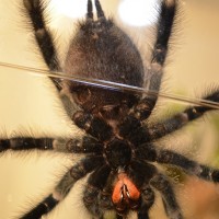 Avicularia Avic Male or Female?