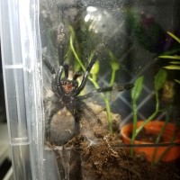 P. irminia sighting