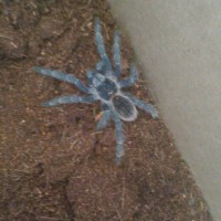 My T "Ziggy" (post molt picture)