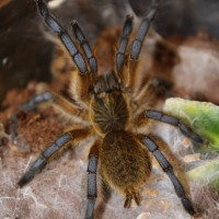 Harpactira Pulchripes