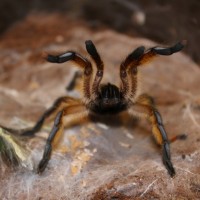 Harpactira Pulchripes  Golden blue leg baboon  #76