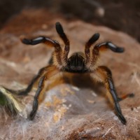 Harpactira Pulchripes  Golden blue leg baboon  #76