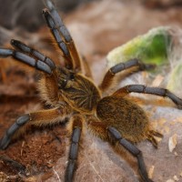 Harpactira Pulchripes  Golden blue leg baboon #76