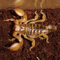 Ophistothalmus walberghi aka Tri-color Scorpion