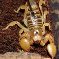 Ophistothalmus walberghi aka Tri-color Scorpion