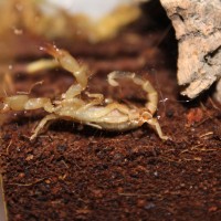 Ophistothalmus walberghi aka Tri-color Scorpion