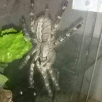 P. regalis