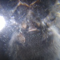 A. Avicularia. Male or female?