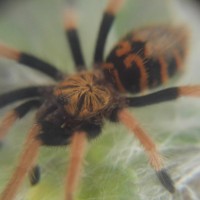 GBB sling photographed through a 15x magnification lens
