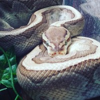 Kingpin Ball Python