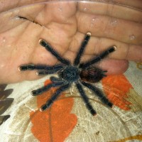A picture of my little (suspect) male during the rehouse today.