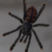 Avicularia Minatrix