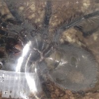 Brachypelma albopilosum sling