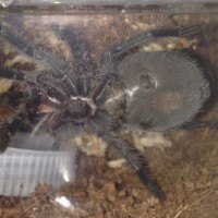 Brachypelma albopilosum sling