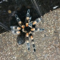 Brachypelma Smithi