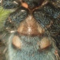 Avicularia versicolor - 1.5"