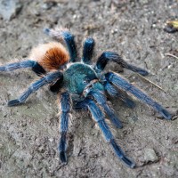 Chromatopelma cyaneopubescens