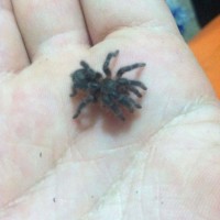Freshly molted G. pulchripes