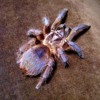 Golden Tarantula P. Auratus