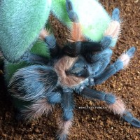 brachypelma emilia