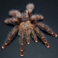 Avicularia juruensis