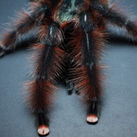 Avicularia braunshauseni