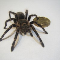 G. Pulchripes Juvinile