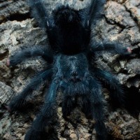 Avicularia geroldi